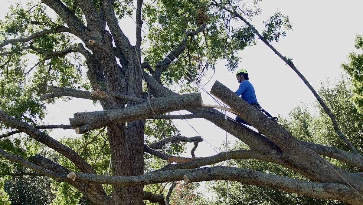 Professional Hazardous Tree Removal performed by certified arborists in Fairview